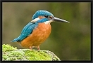 ijsvogel _MG_6895